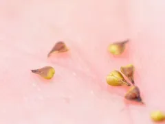 dioecious sedge thumbnail 3