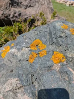 Seaside Sunburst Lichen thumbnail 3