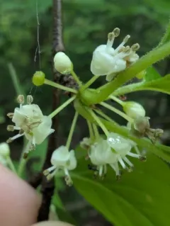 Mountain Winterberry thumbnail 4
