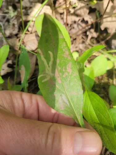 Landryia impositella