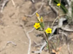 mountain stickleaf thumbnail 4