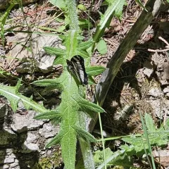 Weidemeyer's Admiral thumbnail 4
