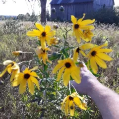 tall coreopsis thumbnail 1