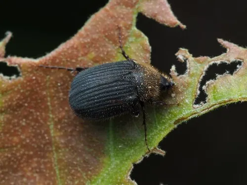 Serica iricolor