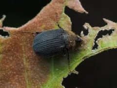 Serica iricolor thumbnail 1