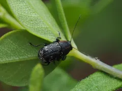 Pachybrachis luridus thumbnail 1