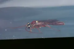Rictichneumon residuus thumbnail 2