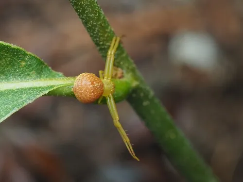 northeastern flower crab spider