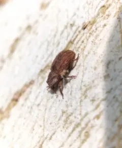 Acamptus rigidus thumbnail 1