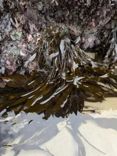 dense-clumped kelp thumbnail 2