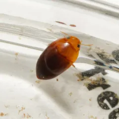Hydrocanthus iricolor thumbnail 1