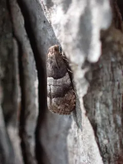 Dark-based Larisa Moth thumbnail 2