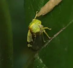 Atymna helena thumbnail 4