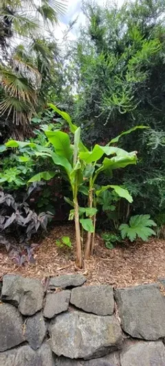Japanese banana thumbnail 4