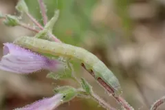 Saunders' Sallow thumbnail 2