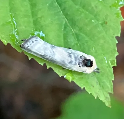 Schlaeger's Fruitworm Moth