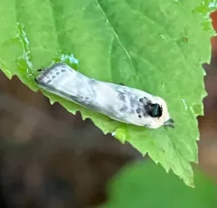 Schlaeger's Fruitworm Moth thumbnail 1