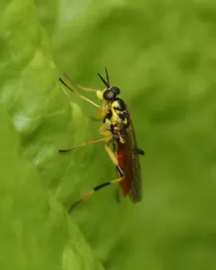 Xylomya tenthredinoides thumbnail 4