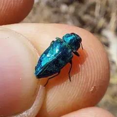 Chrysobothris viridicyanea thumbnail 1