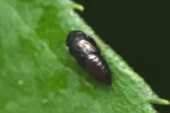 Limotettix anthracinus thumbnail 2