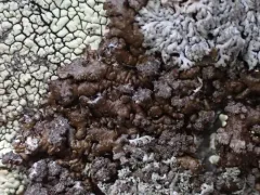 Dimpled Camouflage Lichen thumbnail 4