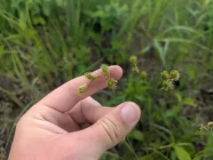 Bicknell's Sedge thumbnail 1
