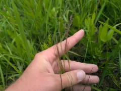 Winter Bentgrass thumbnail 1