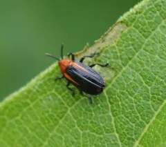 Rosinweed Leaf Miner thumbnail 4