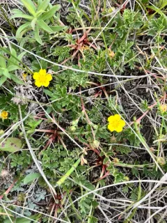 Platte River Cinquefoil thumbnail 4