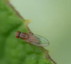 Scaptomyza pallida thumbnail 4