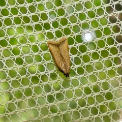 Black-edged Dichomeris Moth thumbnail 3