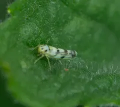 Eupteryx atropunctata thumbnail 4