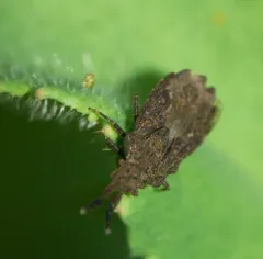 Aradus robustus thumbnail 3