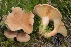Burnt-sugar Milky thumbnail 2