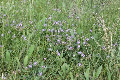 Purple Milk-vetch