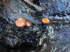 Scutellinia gintlii thumbnail 2