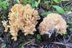 Ramaria magnipes thumbnail 1