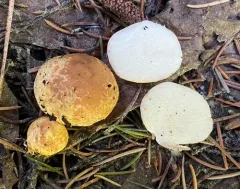 Rhizopogon luteorubescens thumbnail 2