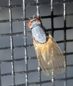 Minettia lupulina thumbnail 4