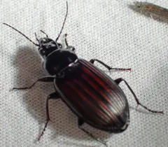 Diplocheila striatopunctata thumbnail 4