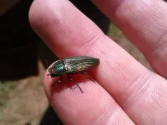Buprestis intricata thumbnail 1