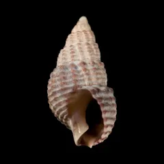 Threeline Mudsnail thumbnail 3