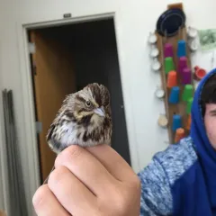Song Sparrow thumbnail 3