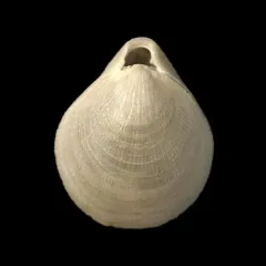 Northern Lampshell thumbnail 4