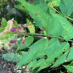 Woodland Beardtongue thumbnail 3