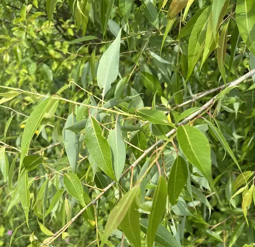 peachleaf willow
