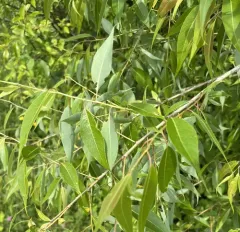 peachleaf willow thumbnail 1