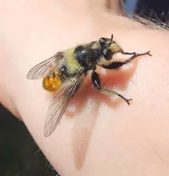 Laphria asturina thumbnail 3
