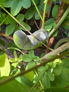 Erysiphe akebiae thumbnail 3