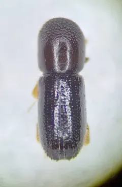 Keyhole Ambrosia Beetle thumbnail 3